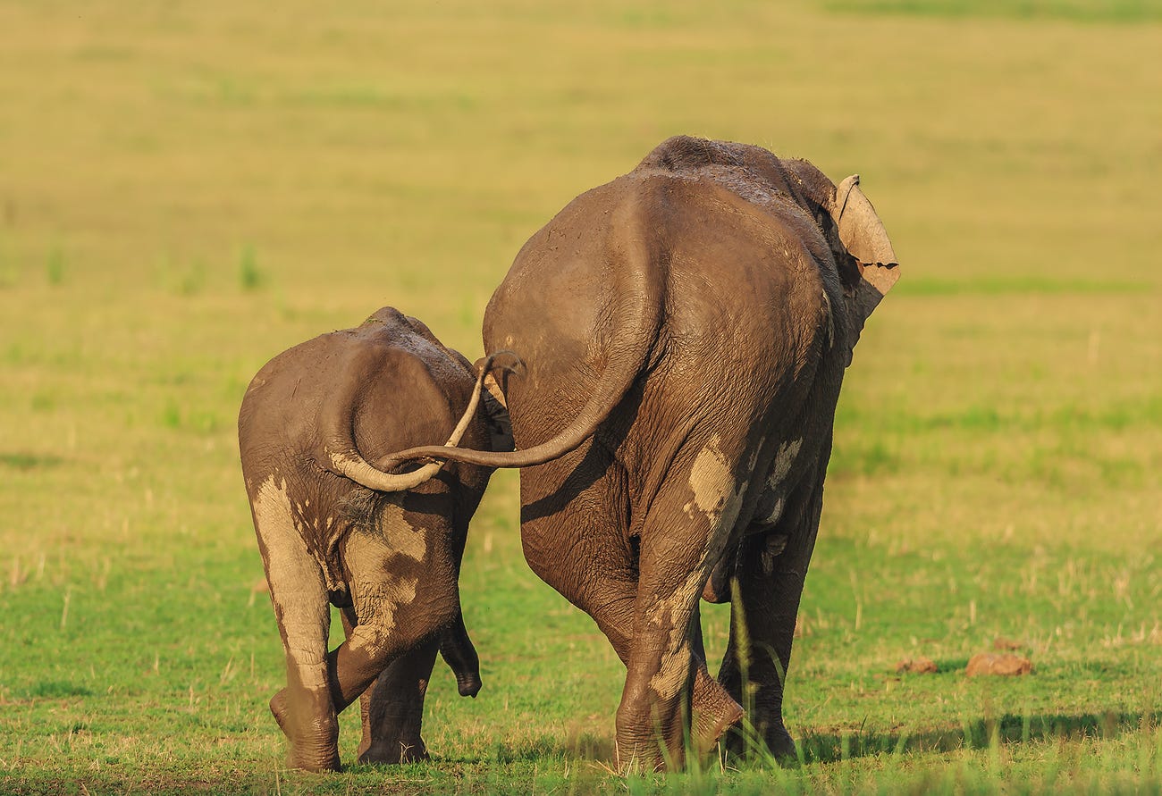 Photo: Jagdeep Rajput / Comedy Wildlife Photo Awards 2020