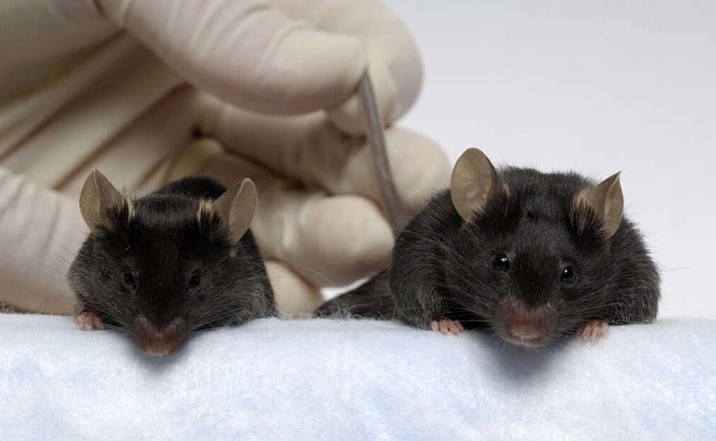 Photo: Lee Se-Jin / PLOS One / CC BY 2.5