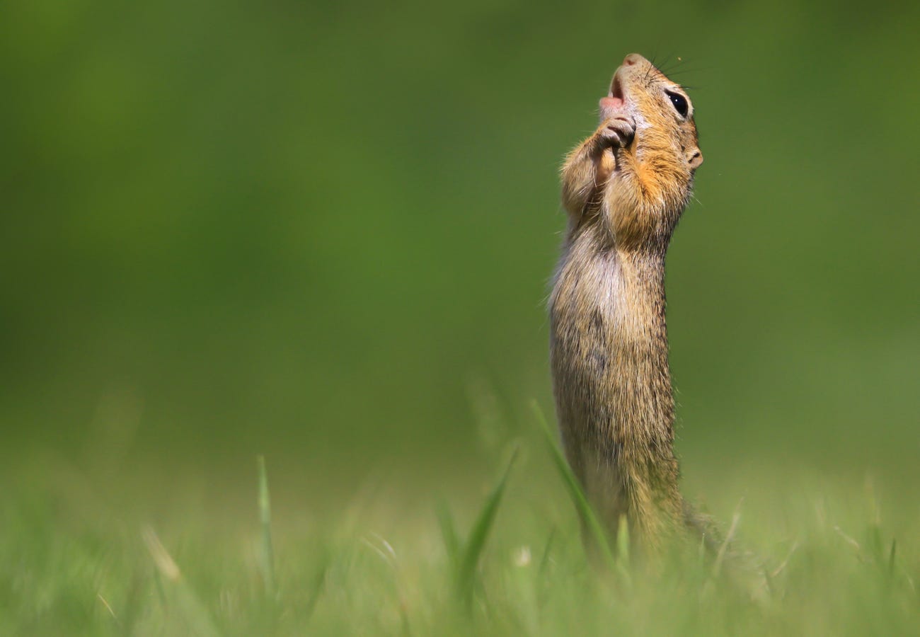 Photo: Roland Kranitz / Comedy Wildlife Photo Awards 2020