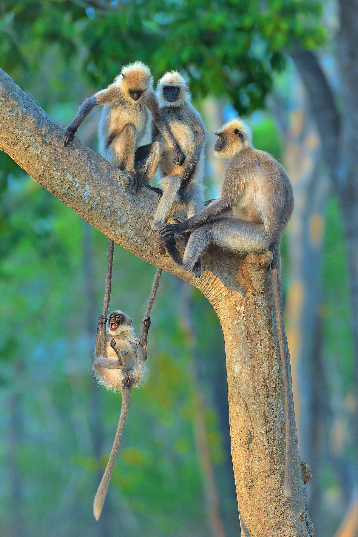 Photo: Thomas Vijayan / Comedy Wildlife Photo Awards 2020