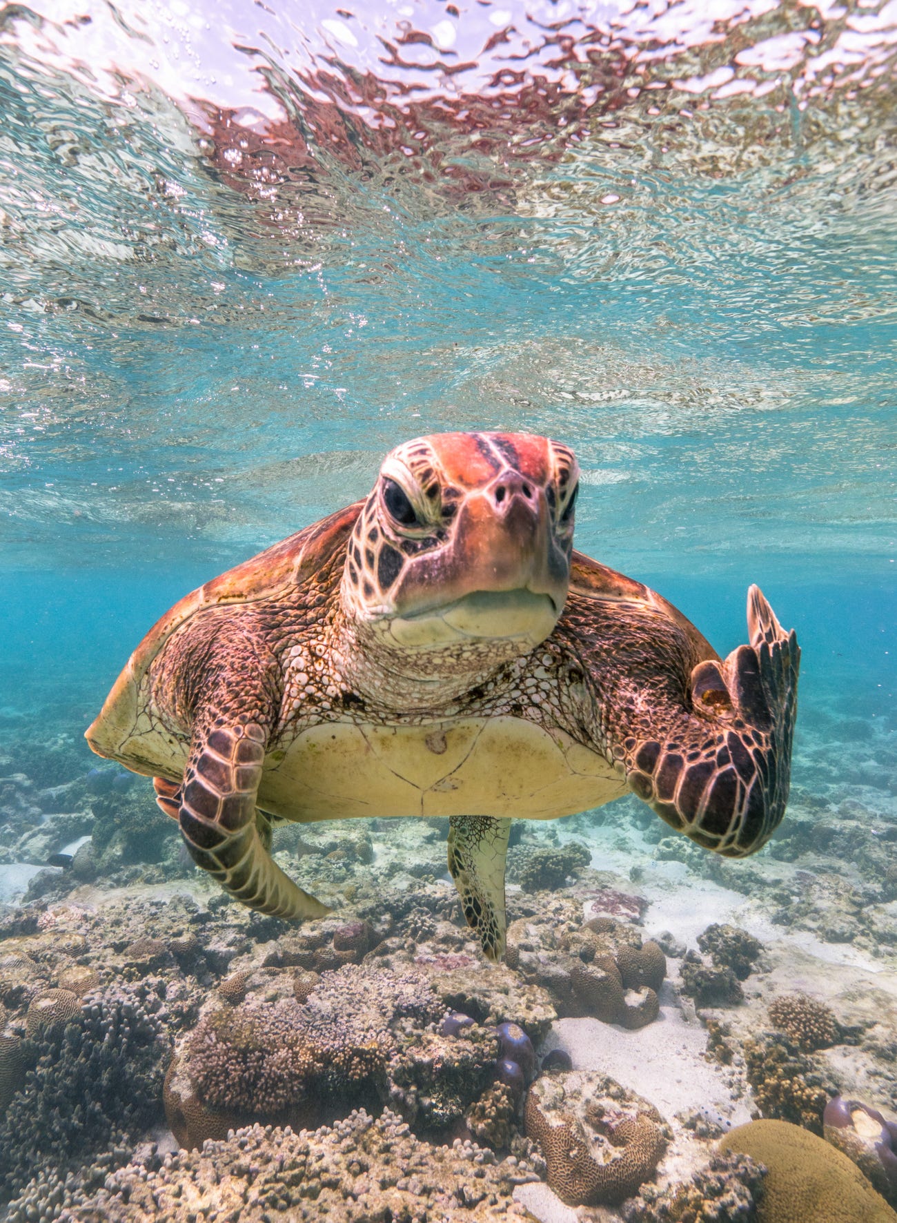 Photo: Mark Fitzpatrick / Comedy Wildlife Photo Awards 2020