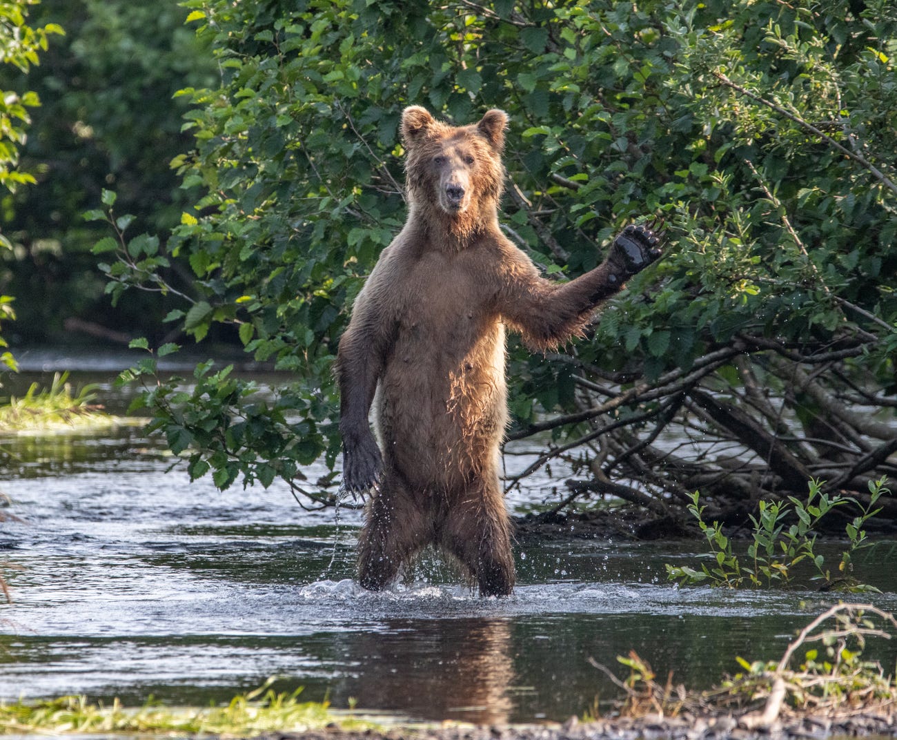 Photo: Eric Fisher / Comedy Wildlife Photo Awards 2020