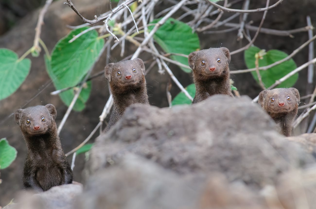 Photo: Asaf Sereth / Comedy Wildlife Photo Awards 2020