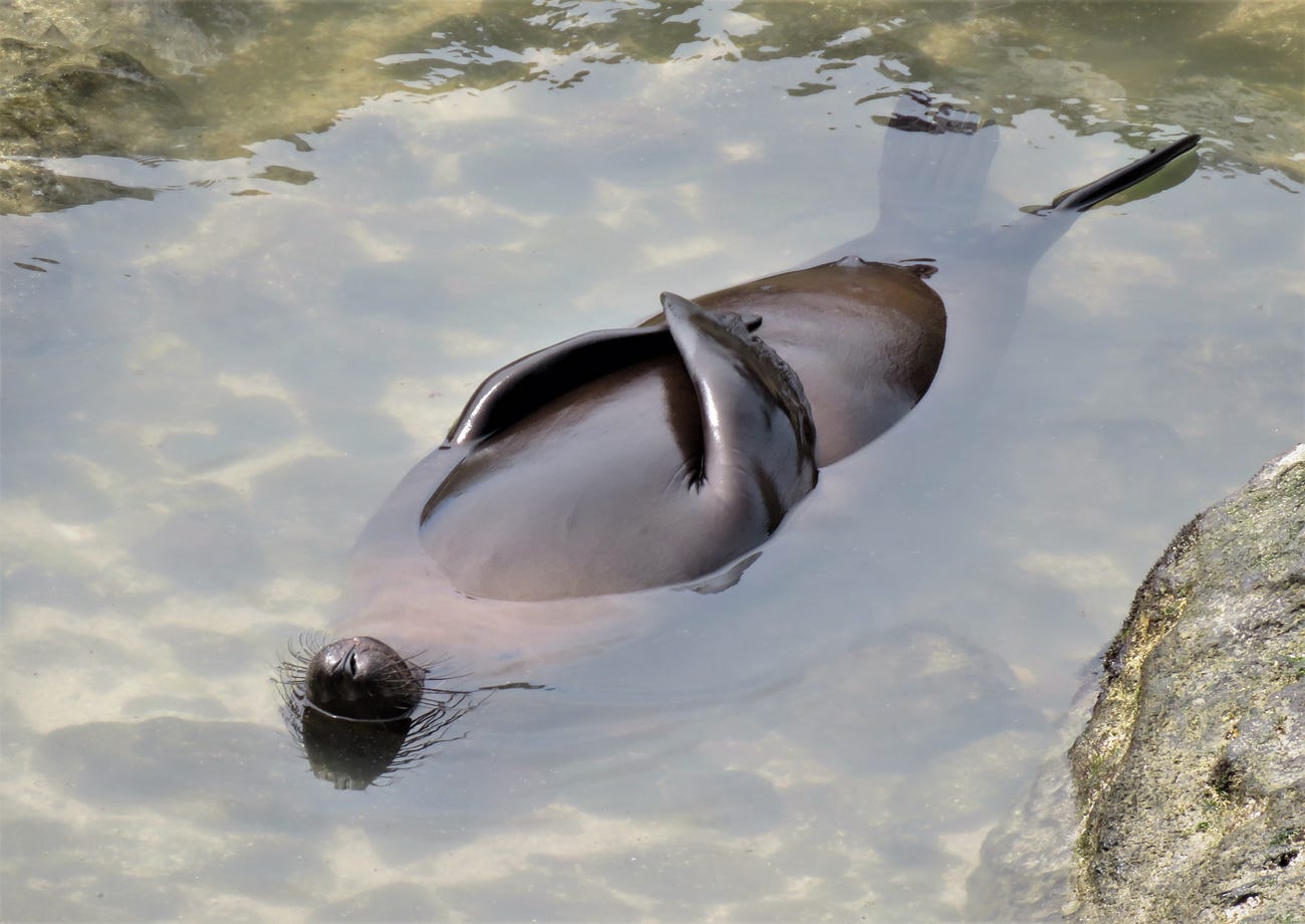Photo: Sue Hollis / Comedy Wildlife Photo Awards 2020