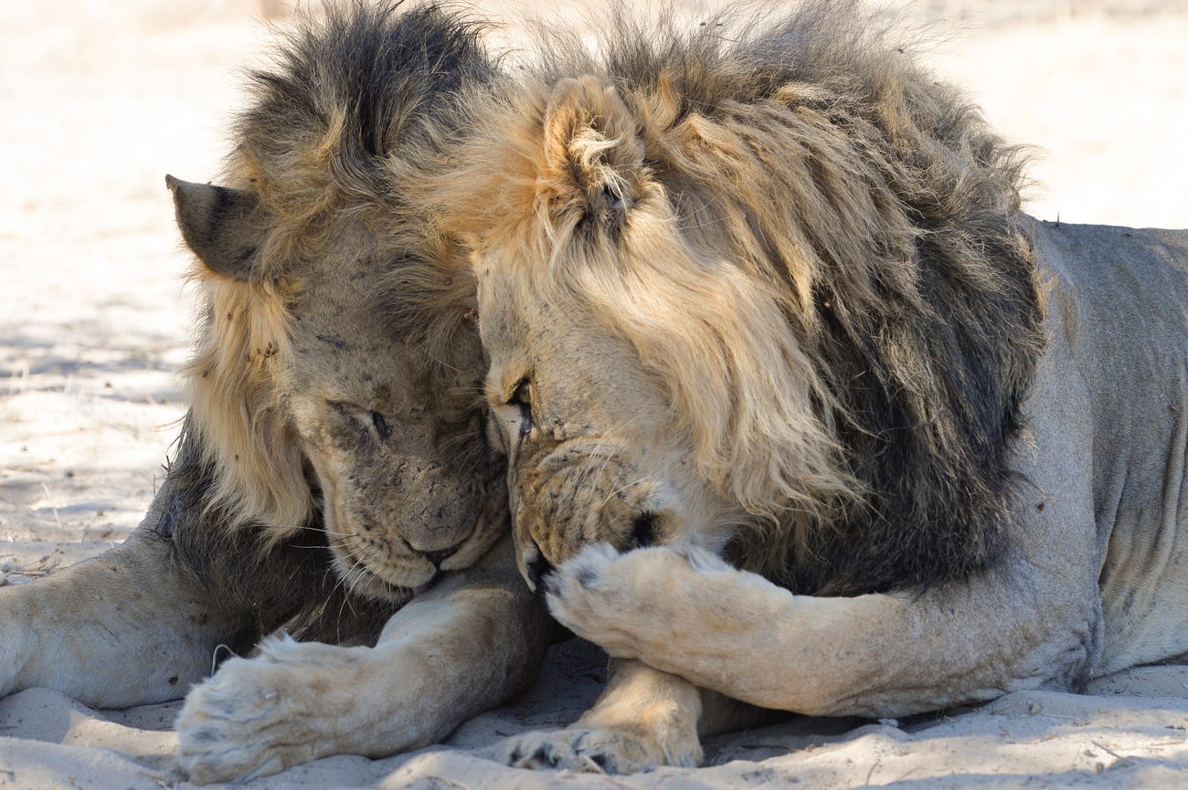 Photo: Bernhard Esterer / Comedy Wildlife Photo Awards 2020
