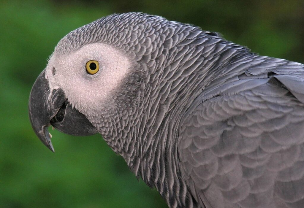 Photo: L.Miguel Bugallo Sánchez / CC BY-SA 3.0