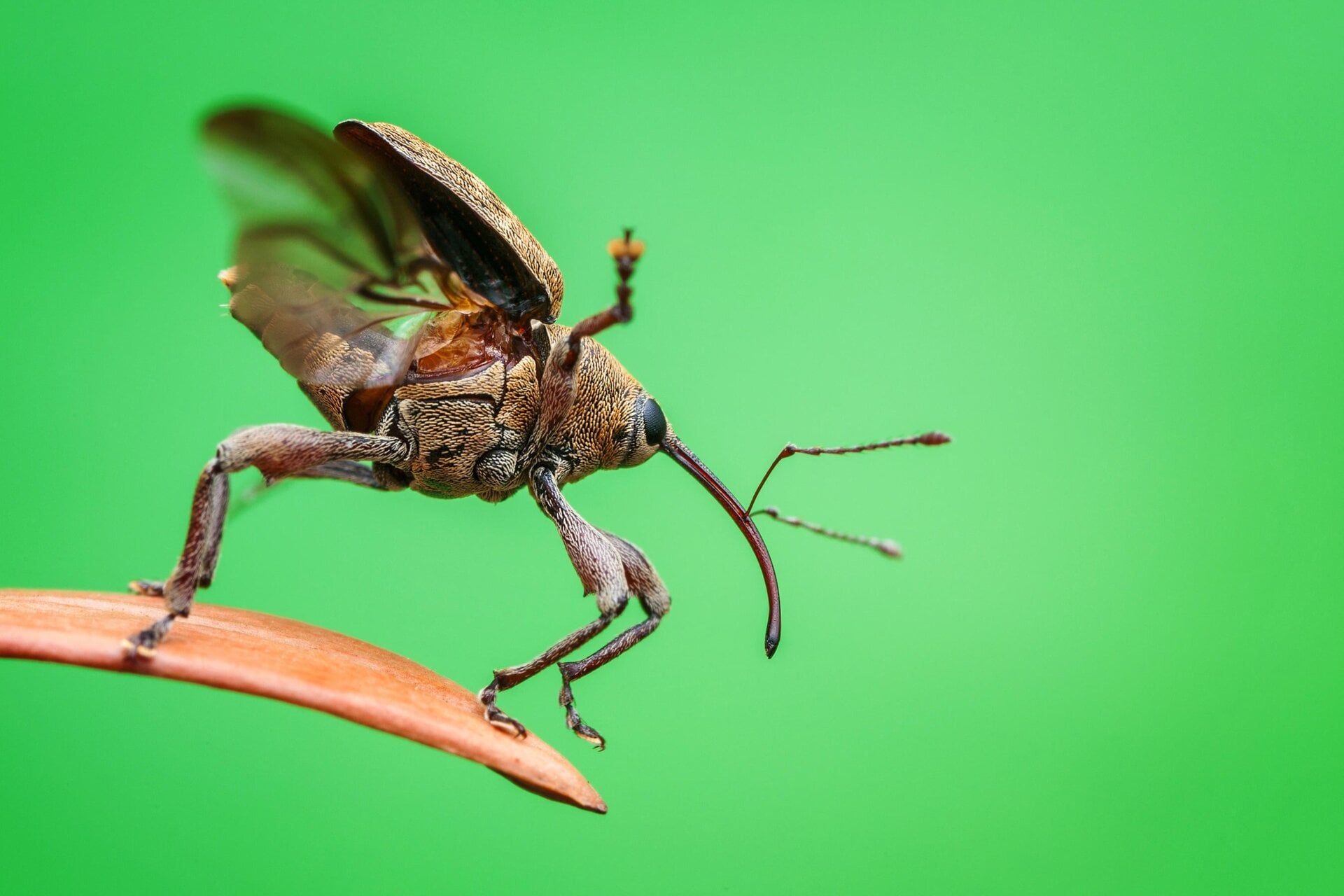 Photo: ©Christian Brockes / Luminar Bug Photography Awards 2020
