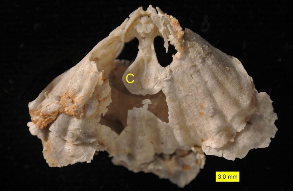 Photo: Wilson44691 / Wikimedia Commons