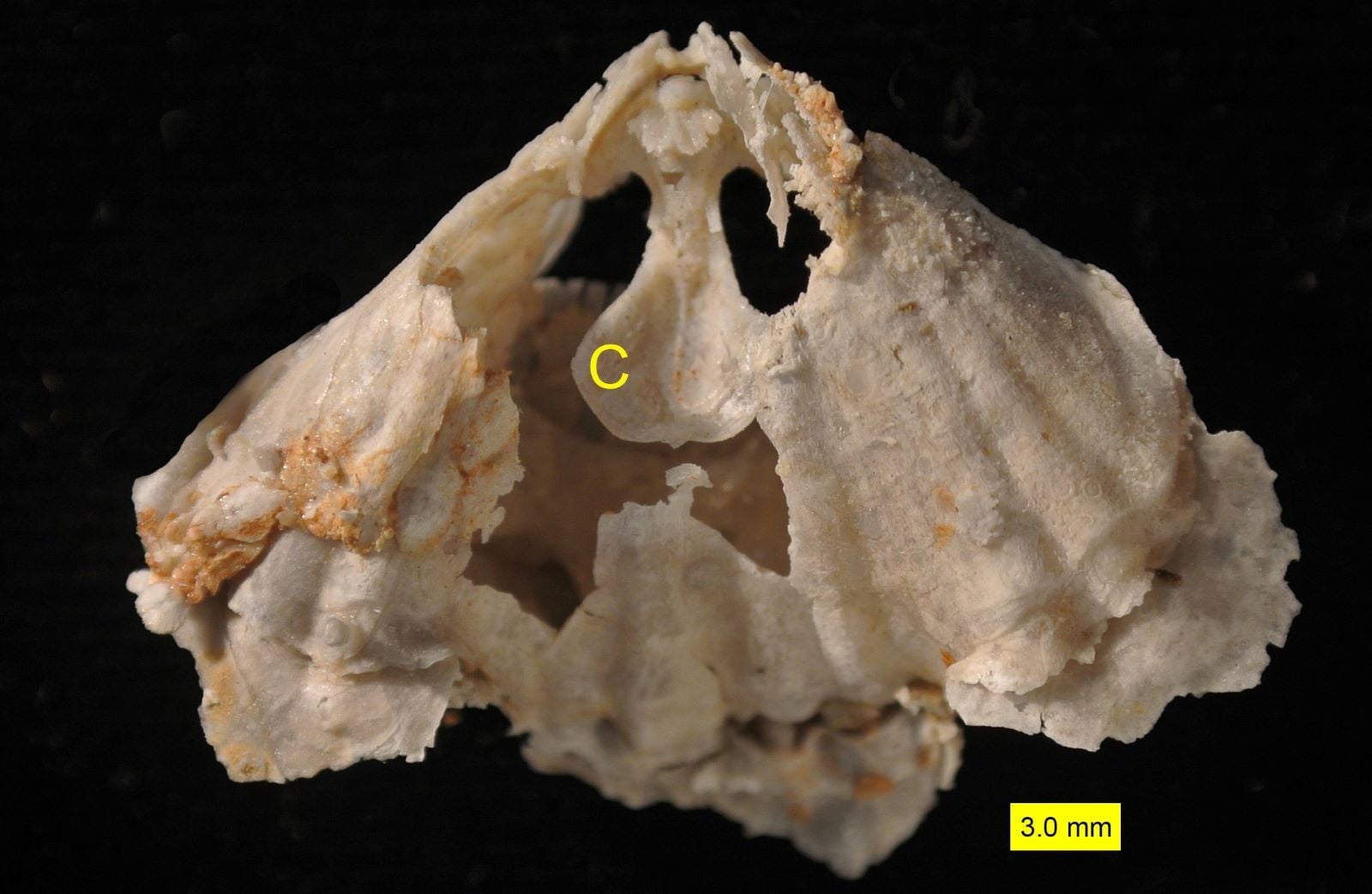 Photo: Wilson44691 / Wikimedia Commons