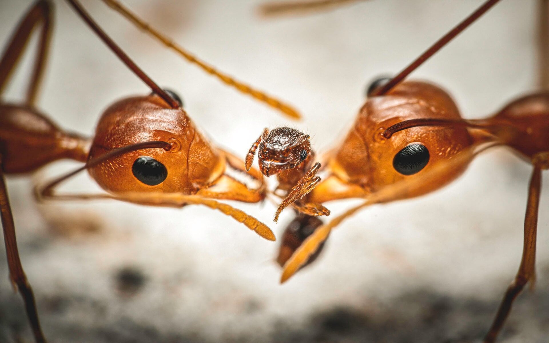 Photo: ©Reynante Martinez / Luminar Bug Photography Awards 2020