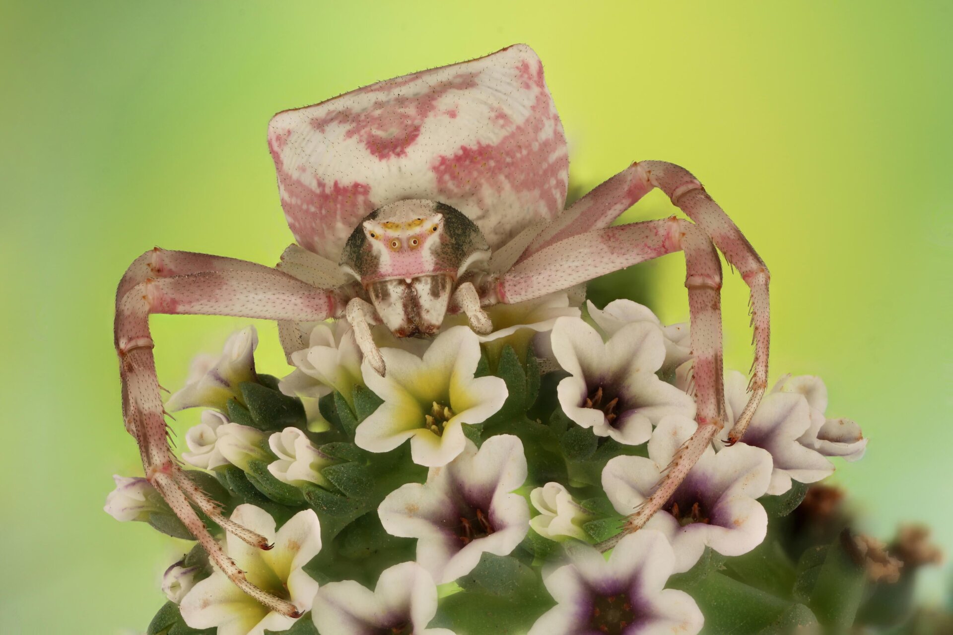 Photo: ©Mofeed Abu Shalva / Luminar Bug Photography Awards 2020