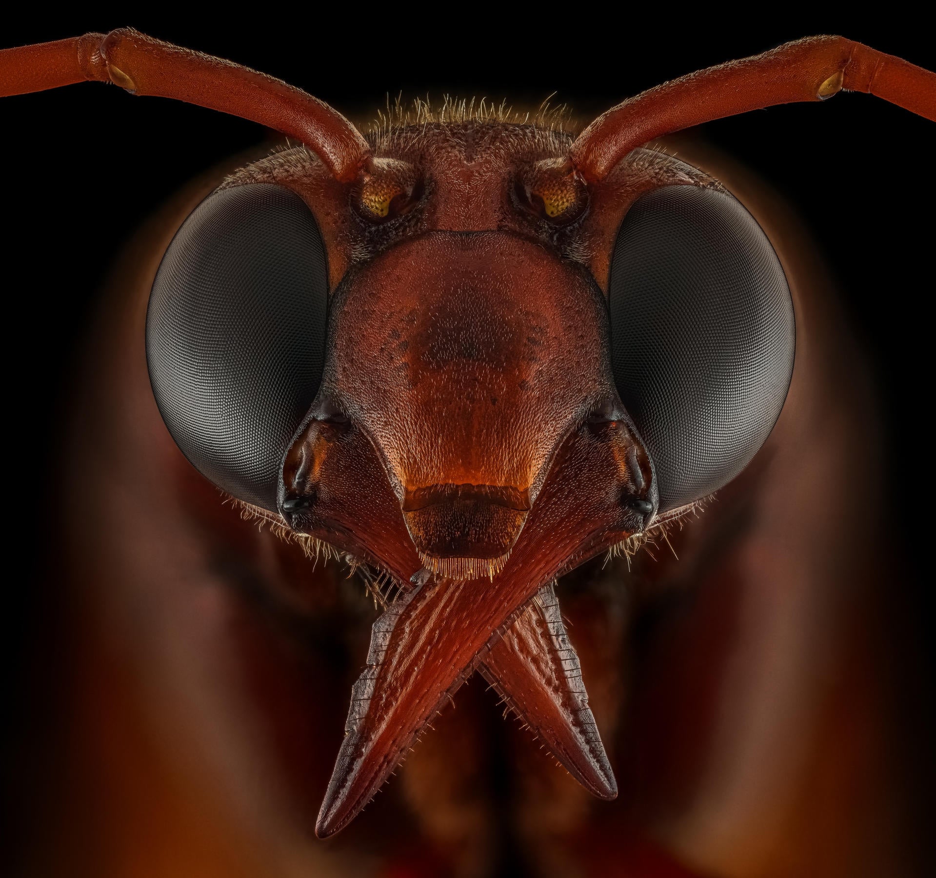 Photo: ©Riyad Hamzi / Luminar Bug Photography Awards 2020