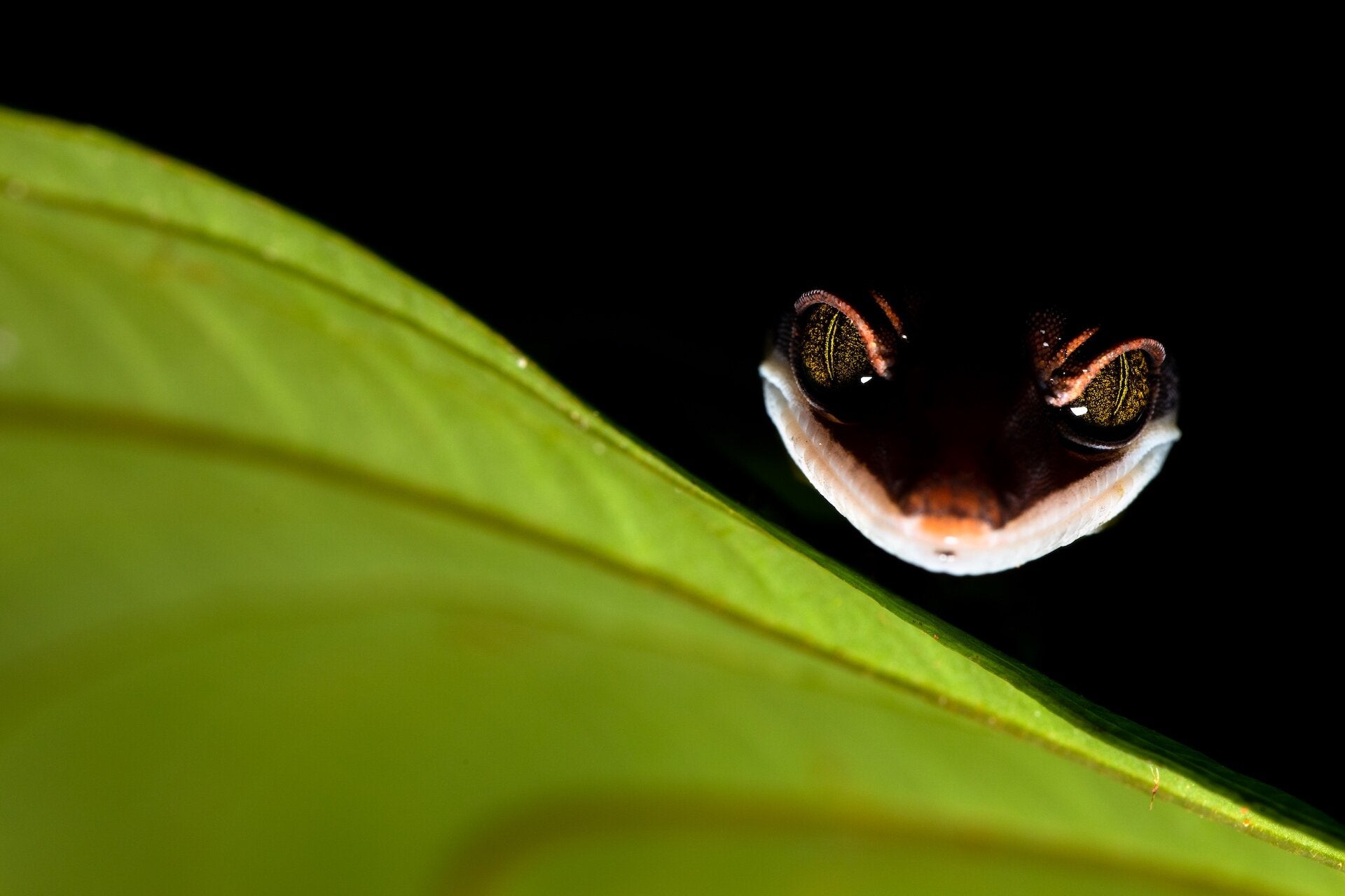 La mirada descarada de un geco en el Parque Nacional Kubah de la isla de Borneo