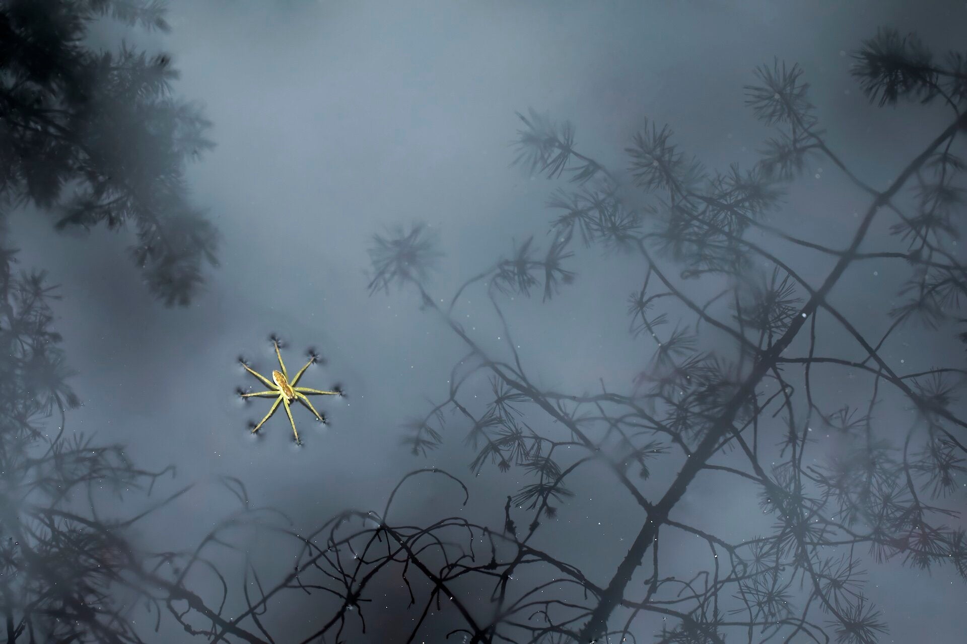 Una araña balsa. Parque Nacional del Lago Plesheevo, región de Yaroslavl, Rusia