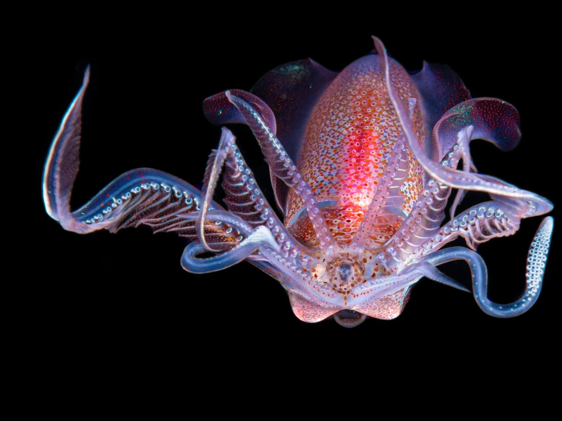 Photo: ©Galice Hoarau / Luminar Bug Photography Awards 2020