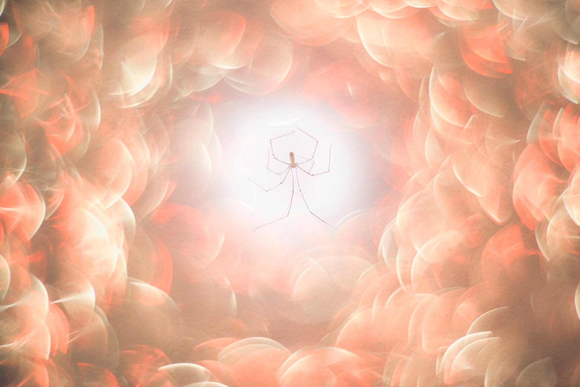 Araña en una red de flores. España