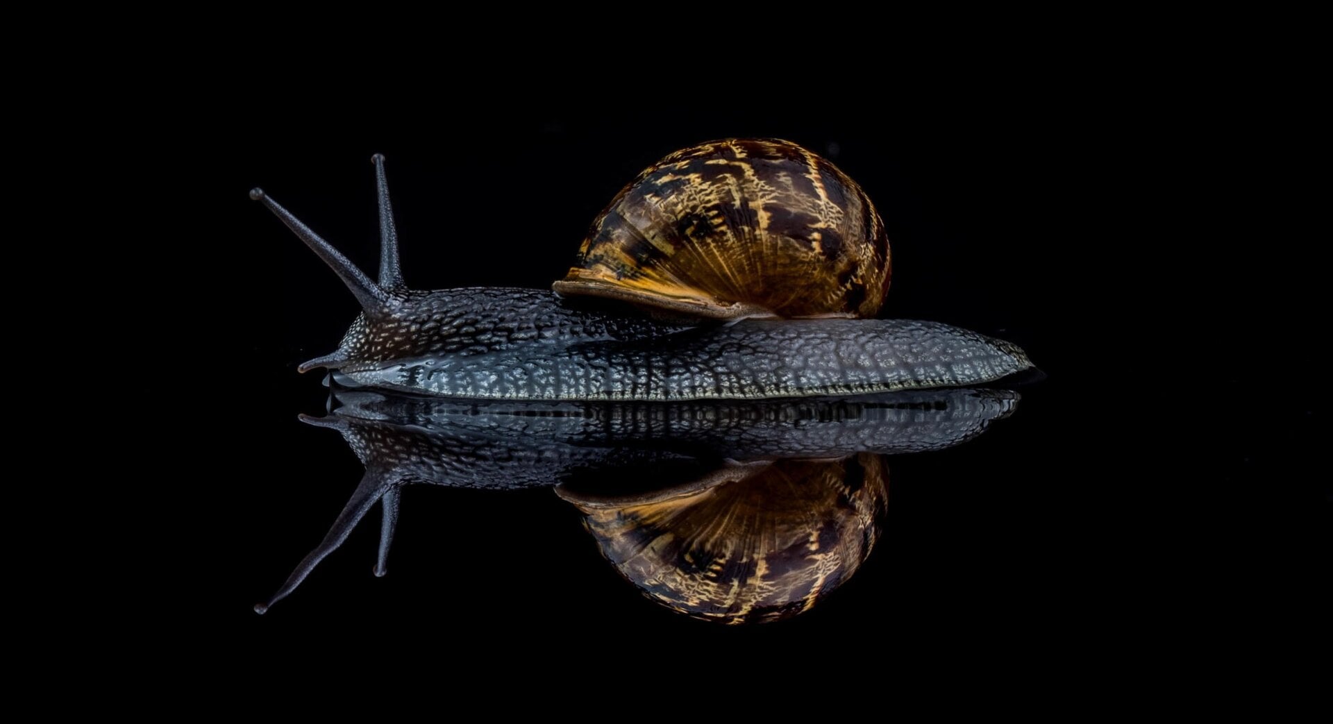 Photo: ©David Lain / Luminar Bug Photography Awards 2020