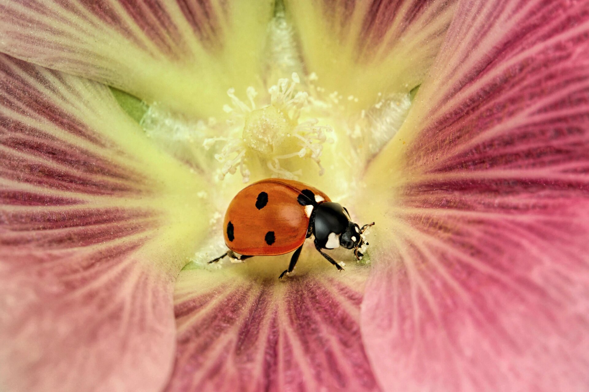Photo: ©Mofeed Abu Shalva / Luminar Bug Photography Awards 2020