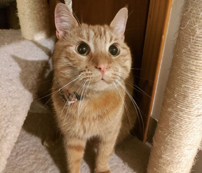 Photo: Ed Cara (Gizmodo).