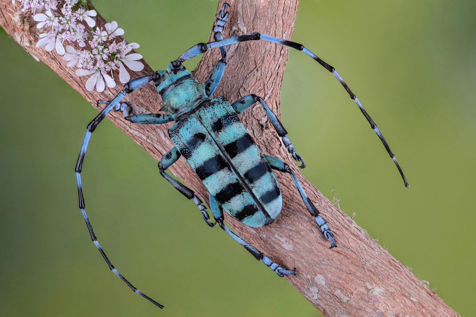 Photo: ©Mofeed Abu Shalva / Luminar Bug Photography Awards 2020