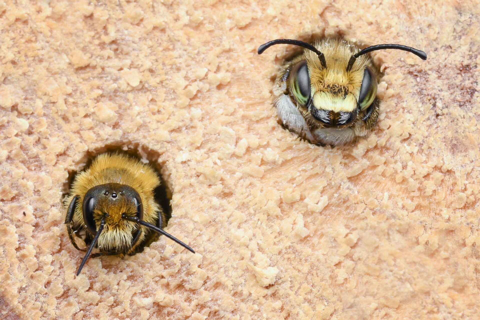 Photo: ©Lee Frost / Luminar Bug Photography Awards 2020