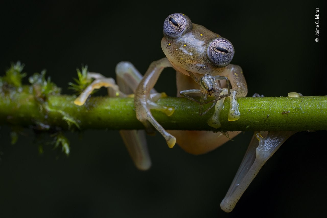 Life in the Balance, ganadora en la categoría: Behaviour: Amphibians and Reptiles