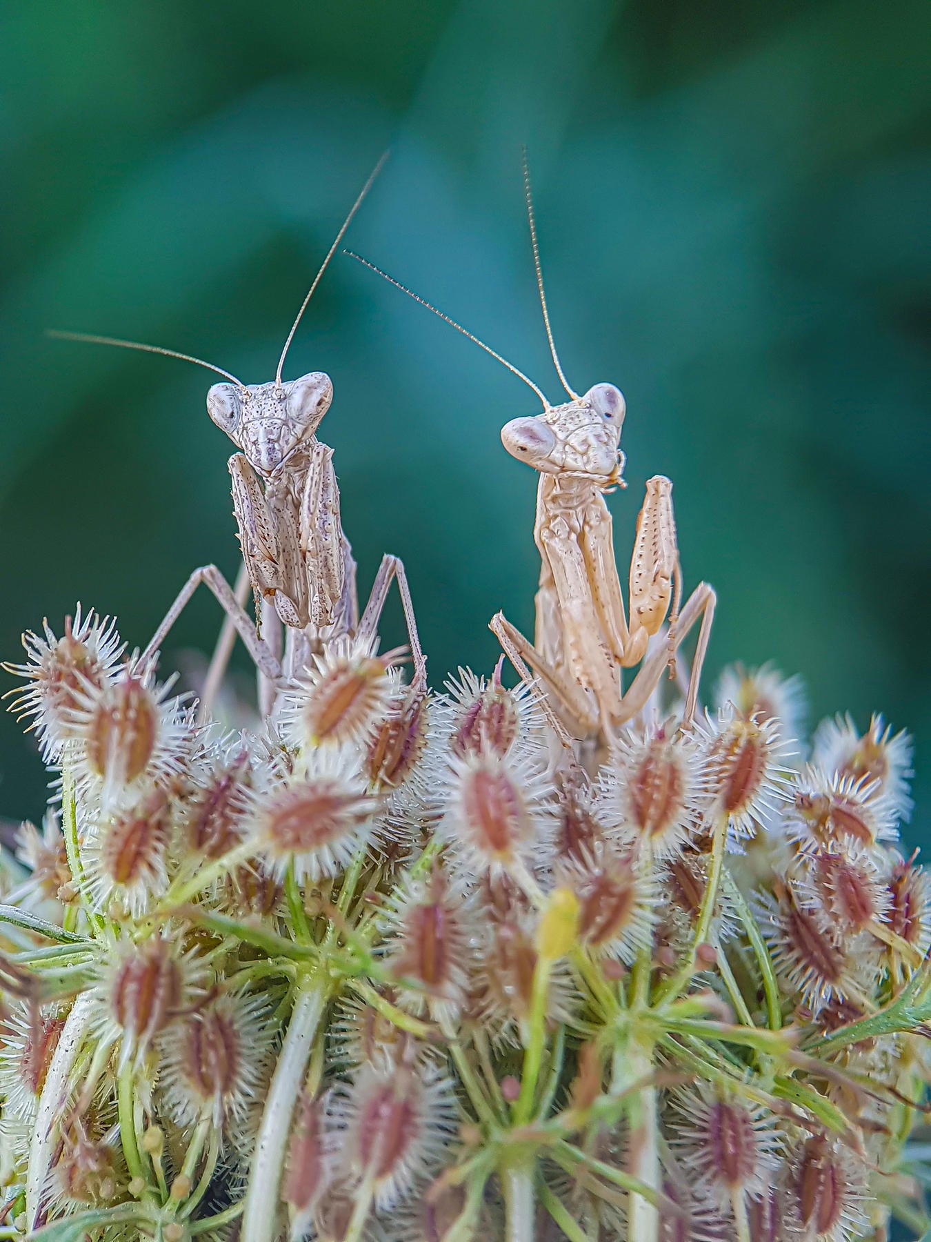 Photo: ©Fabio Sartori / Luminar Bug Photography Awards 2020