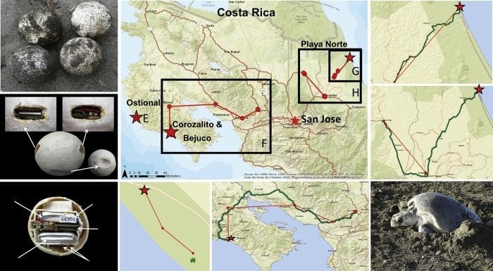Image: Pheasey et al., Current Biology, 2020