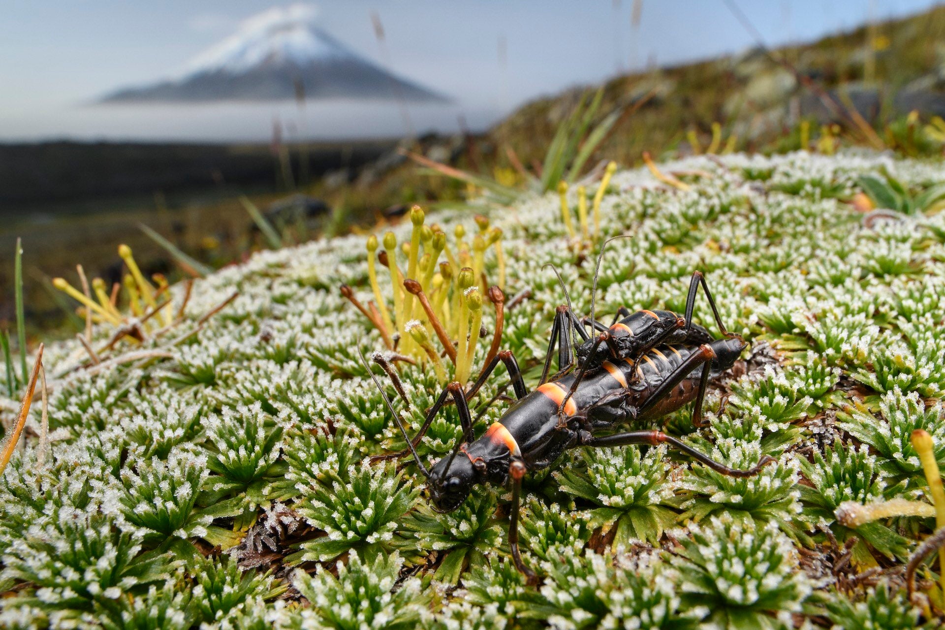 Insectos palo frente al volcán Cotopaxi, en Ecuador