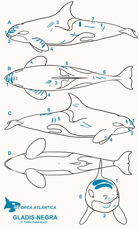 Lesiones mapeadas en el cuerpo de Gladis Negra.