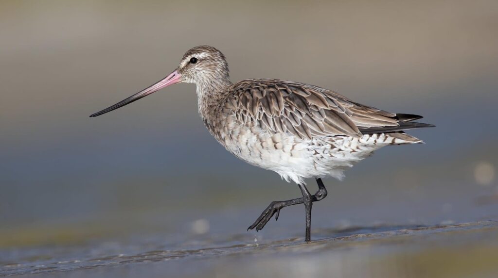 Photo: JJ Harrison / Wikimedia Commons / Photo: (CC BY-SA 4.0)