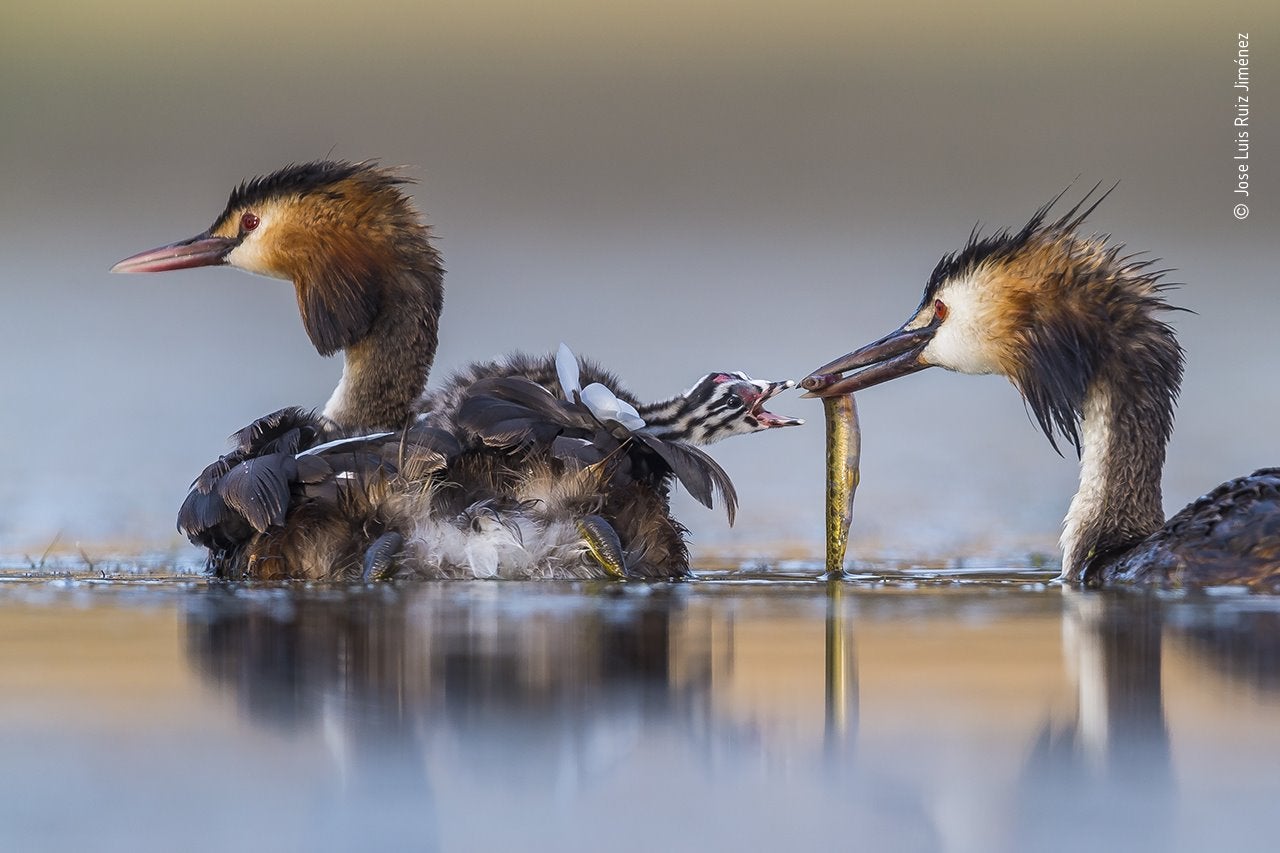 Great Crested Sunrise, ganadora en la categoría: Behaviour: Birds