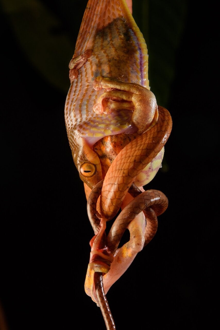 Serpiente gato de cabeza negra devorando una rana arlequín en Borneo