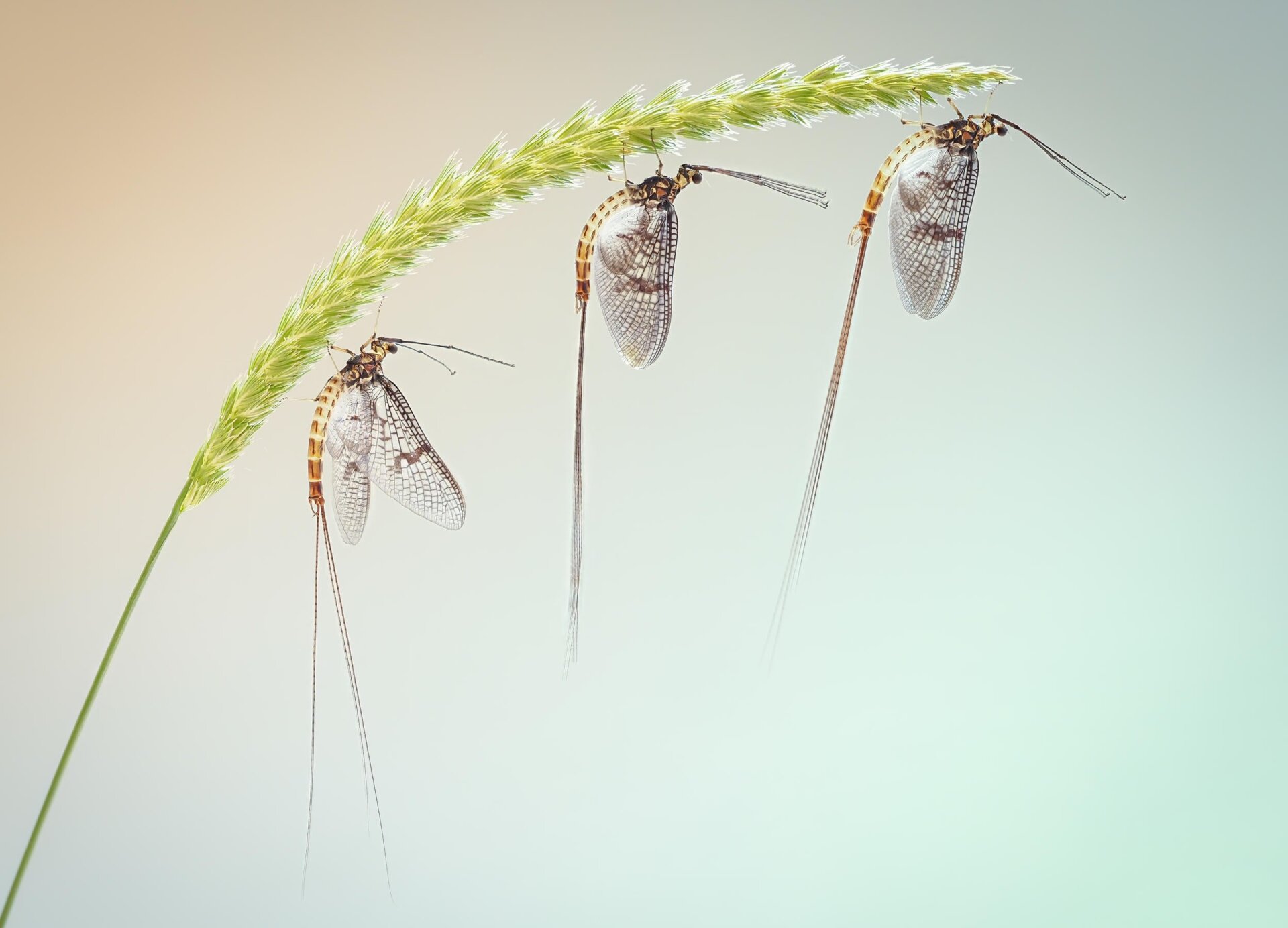 Photo: ©Peter Orr / Luminar Bug Photography Awards 2020