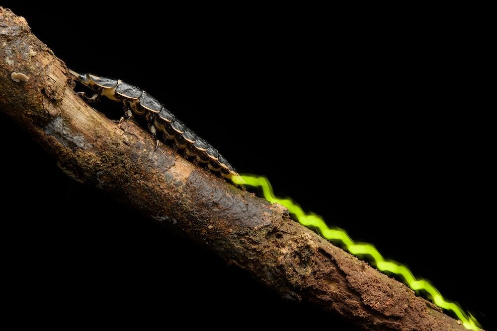 La señal bioluminiscente que dejan los escarabajos Lamprigera. Selva de Borneo