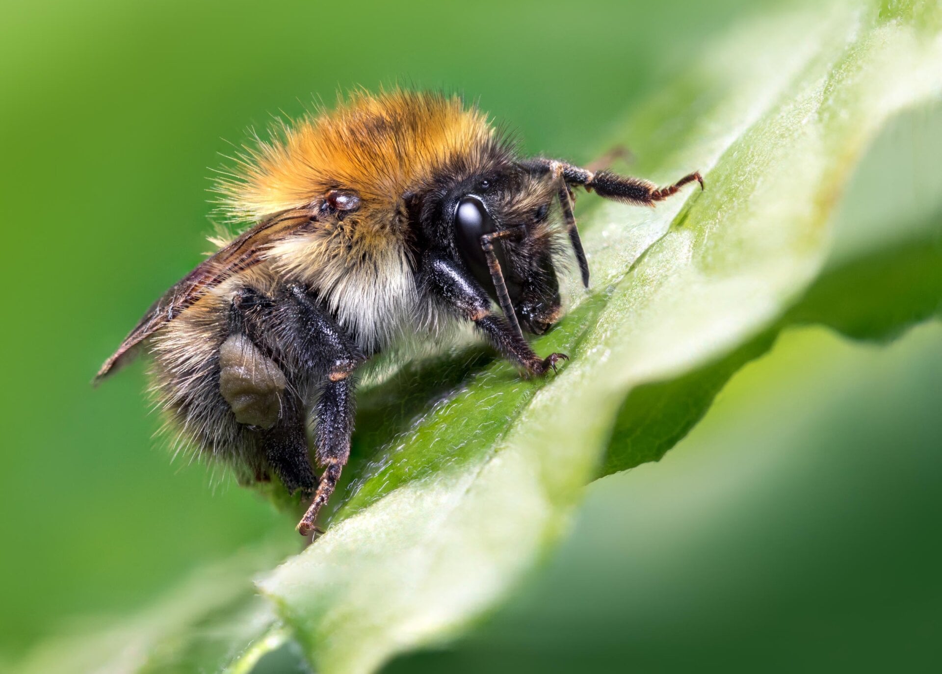 Photo: ©Jamie Spensley / Luminar Bug Photography Awards 2020