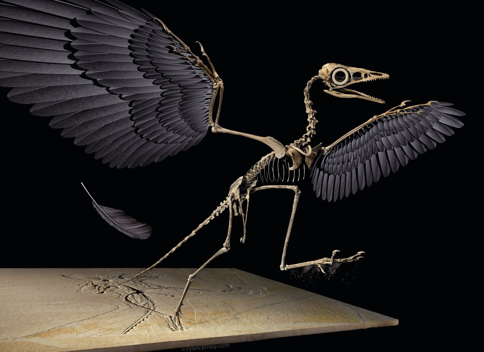Impresión artística de un esqueleto de Archaeopteryx, incluida una pluma encubierta primaria que cae.