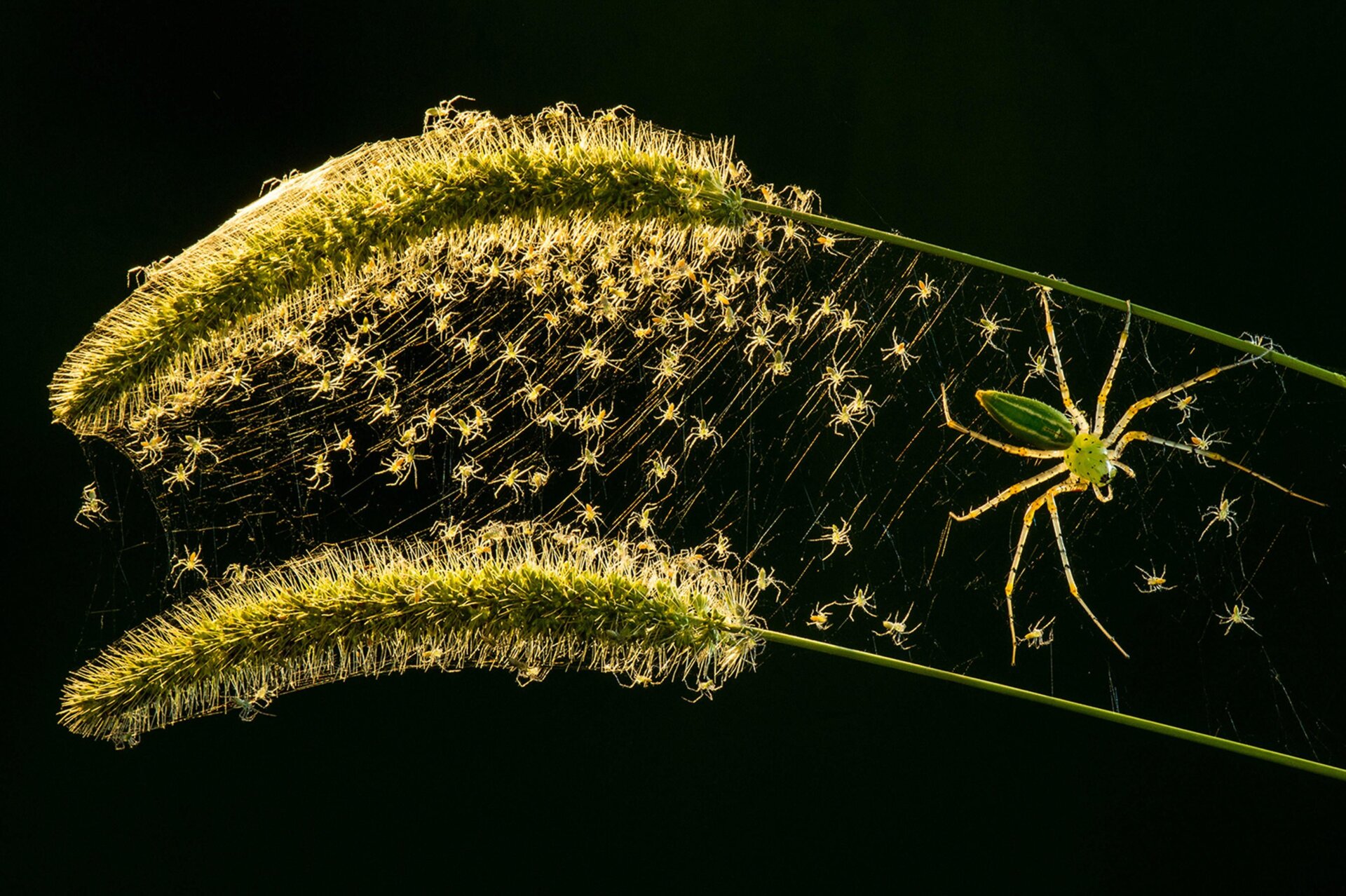 Photo: ©Lung-Tsai Wang / Luminar Bug Photography Awards 2020