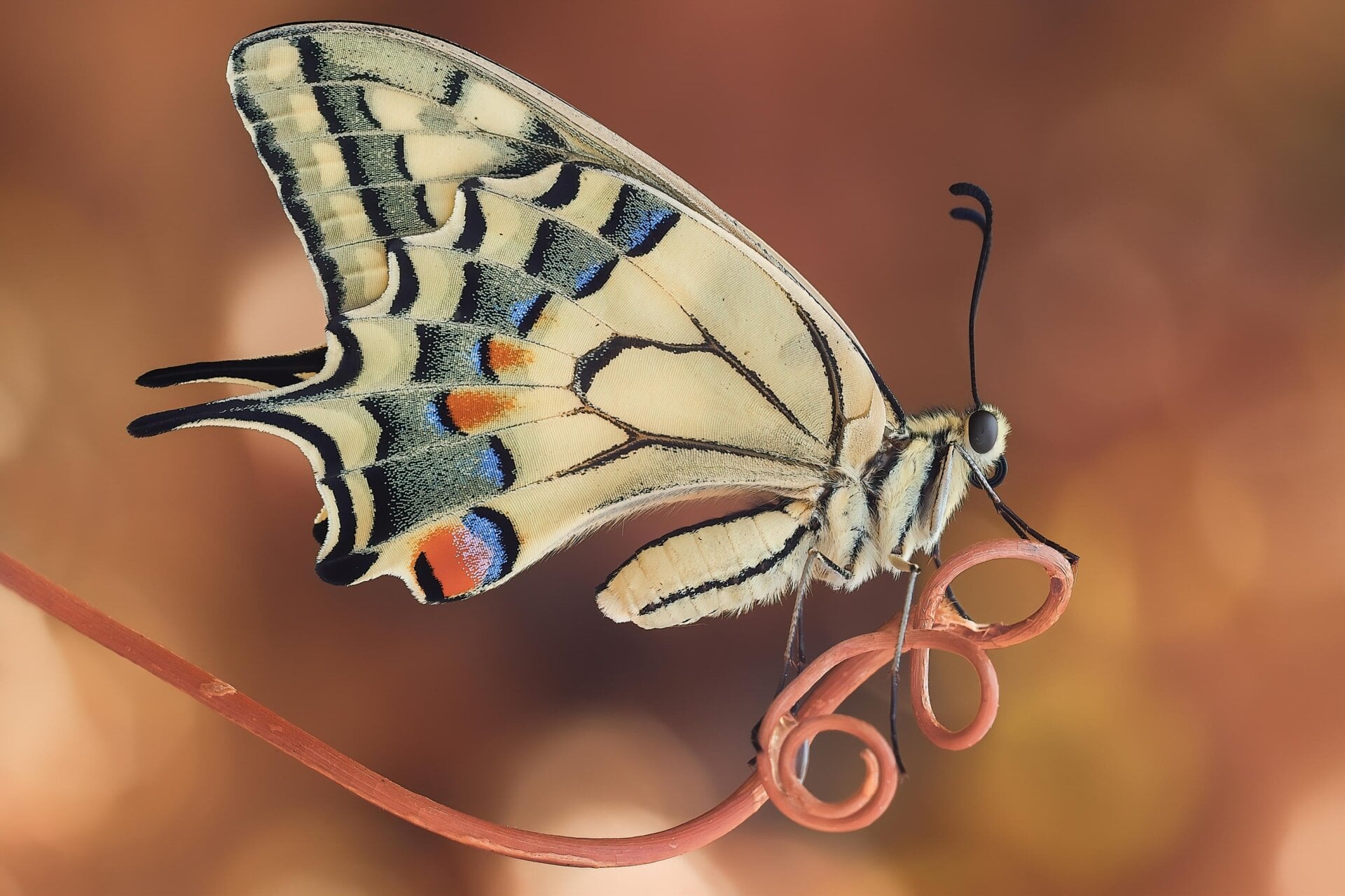 Photo: ©Sara Jazbar / Luminar Bug Photography Awards 2020