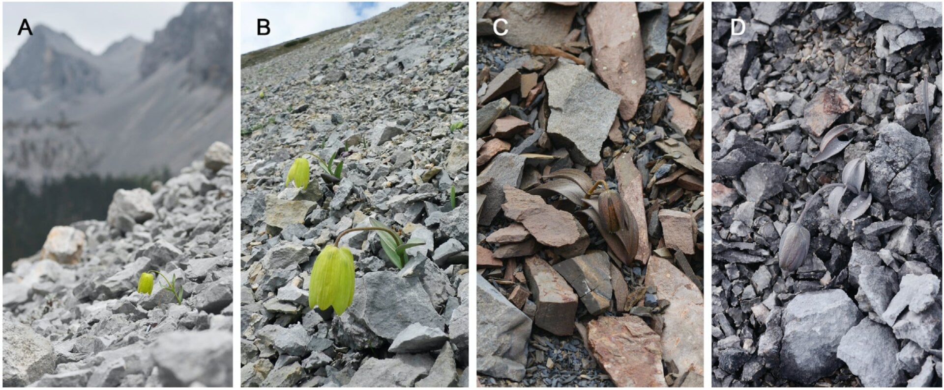 Image: Niu et al., Current Biology, 2020