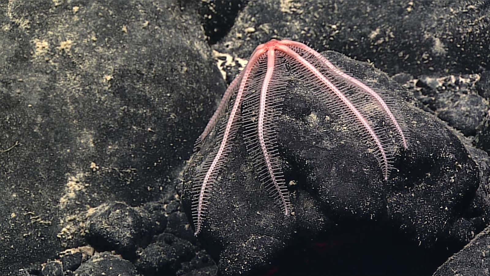 Image: NOAA