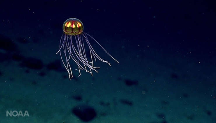 Image: NOAA