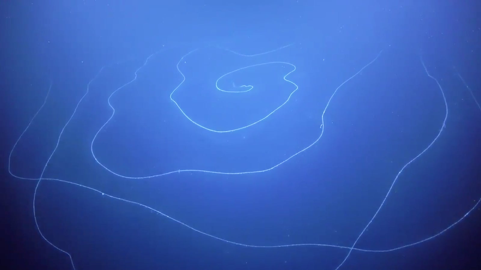 Image: Schmidt Ocean Institute