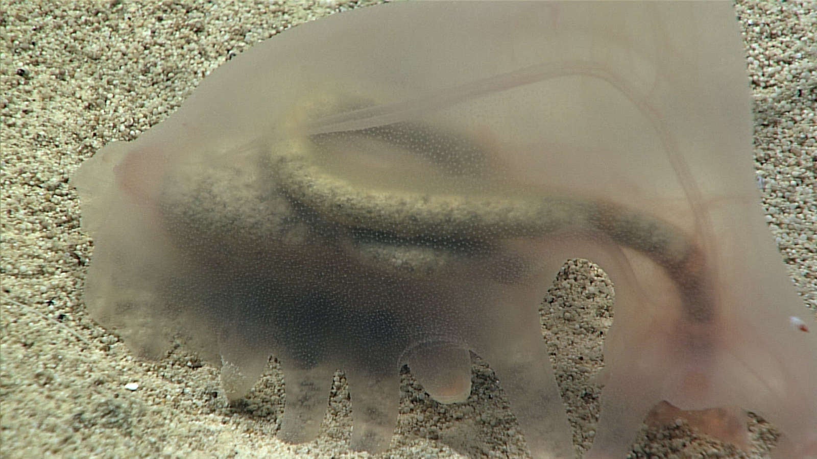 Image: NOAA