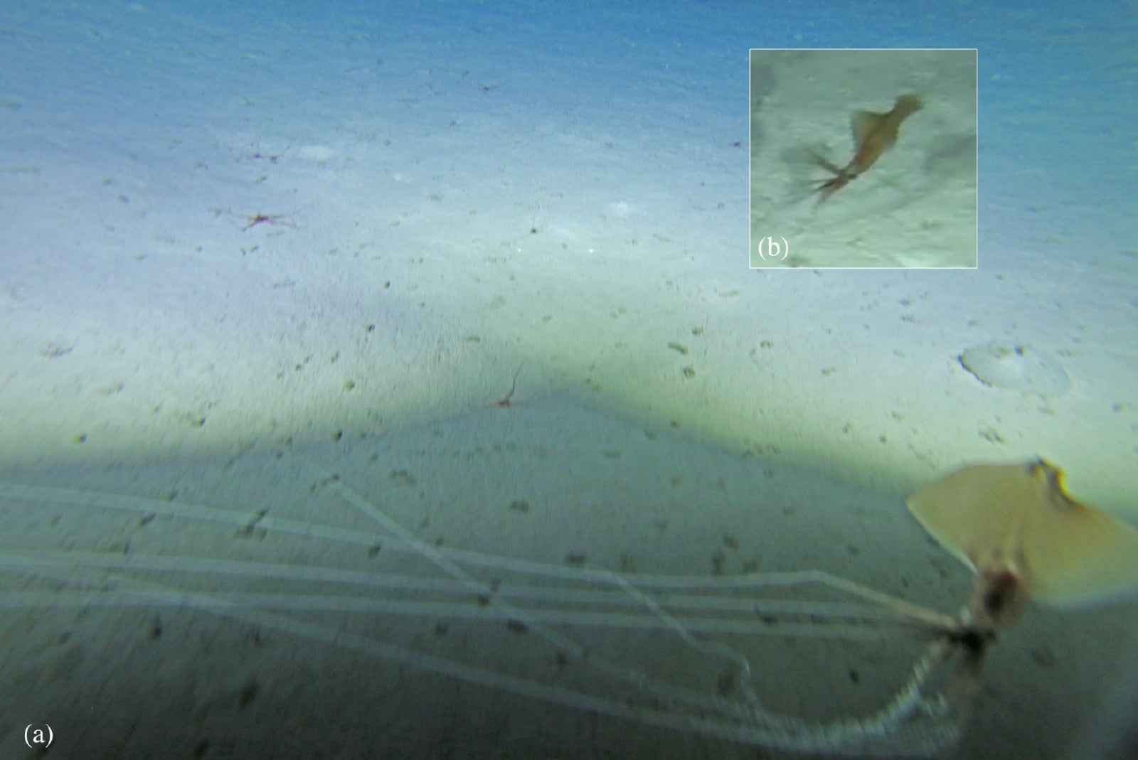 Imágenes de cámara remolcada de un calamar de aleta grande, visto a una profundidad de 2,178 metros.