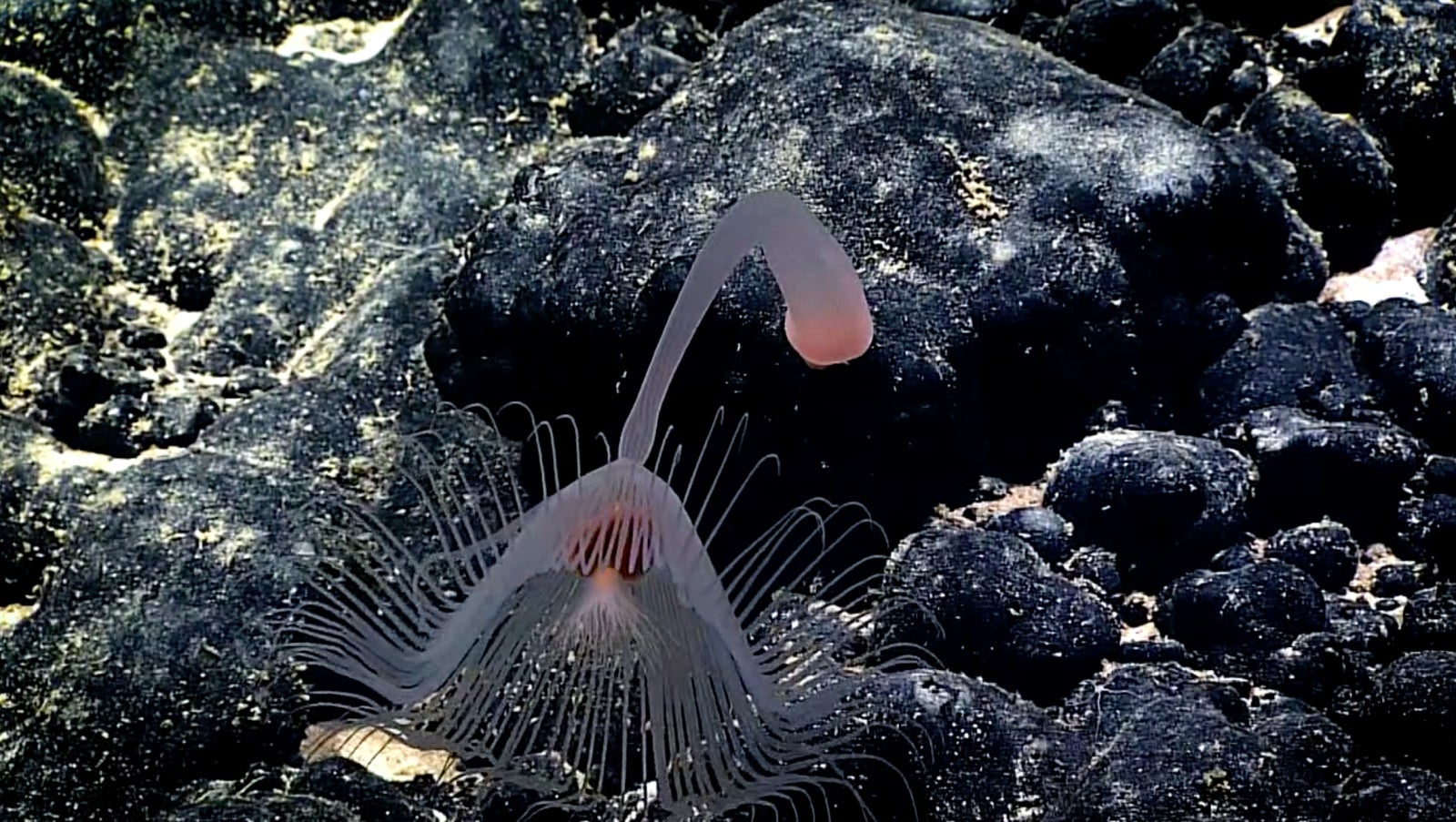 Image: NOAA