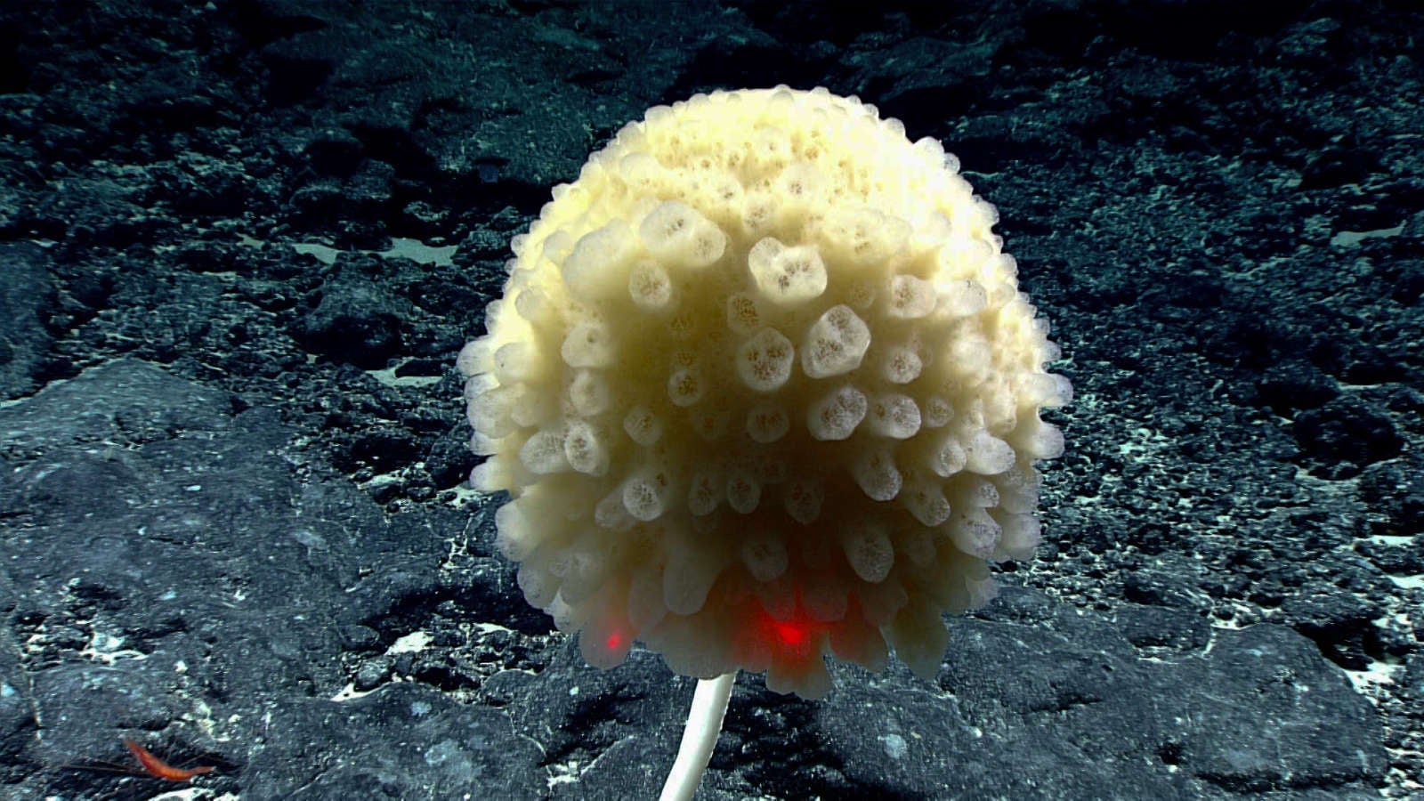 Image: NOAA