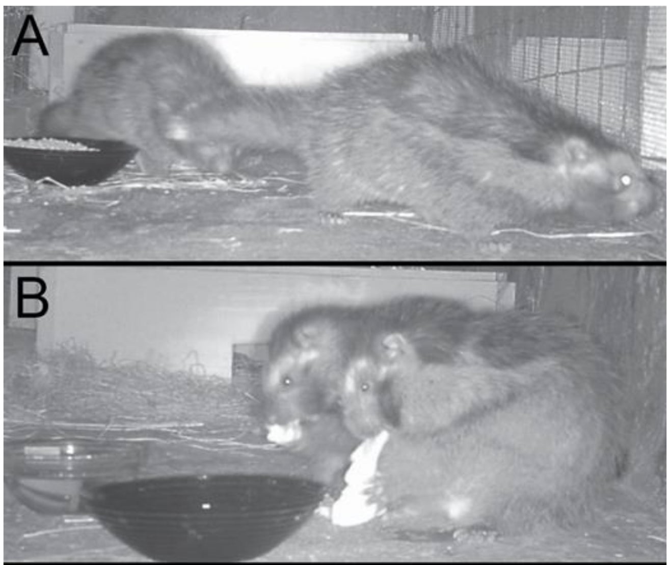 Los animales mostraron muchos comportamientos sociales durante su tiempo en cautiverio.