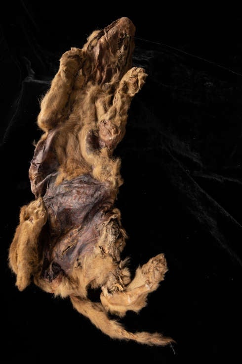 Image: Government of Yukon