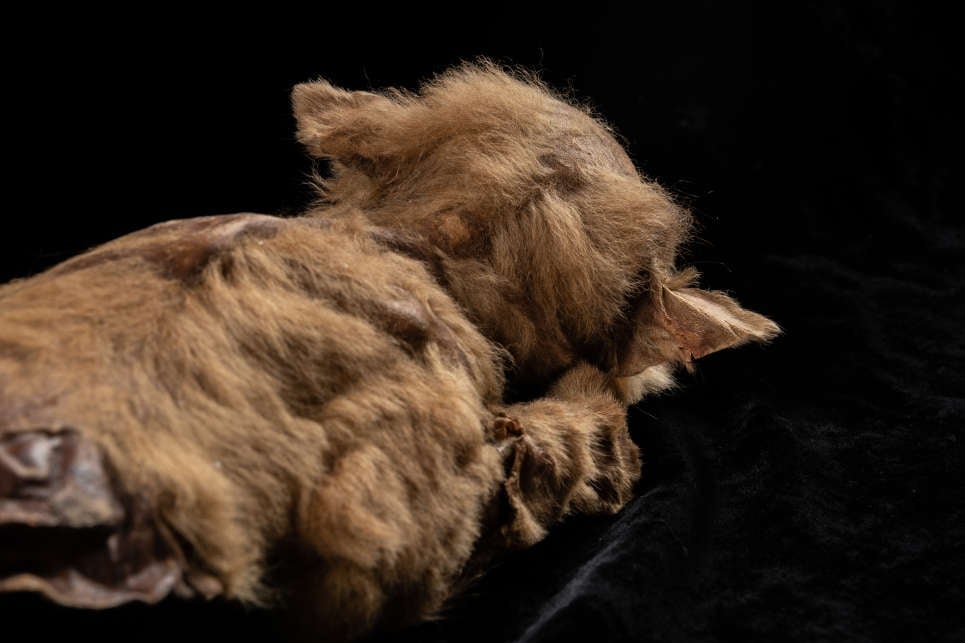 Image: Government of Yukon